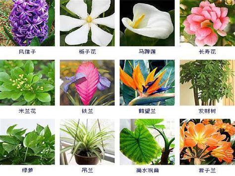 植物有哪些|常见100种植物名字